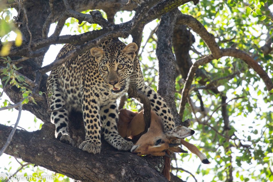 <h2>The Best of South Africa Escorted 2023</h2> 14 Nights | 6 Rounds | March 11 - 25